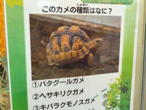ミュージアム・ミッション2026