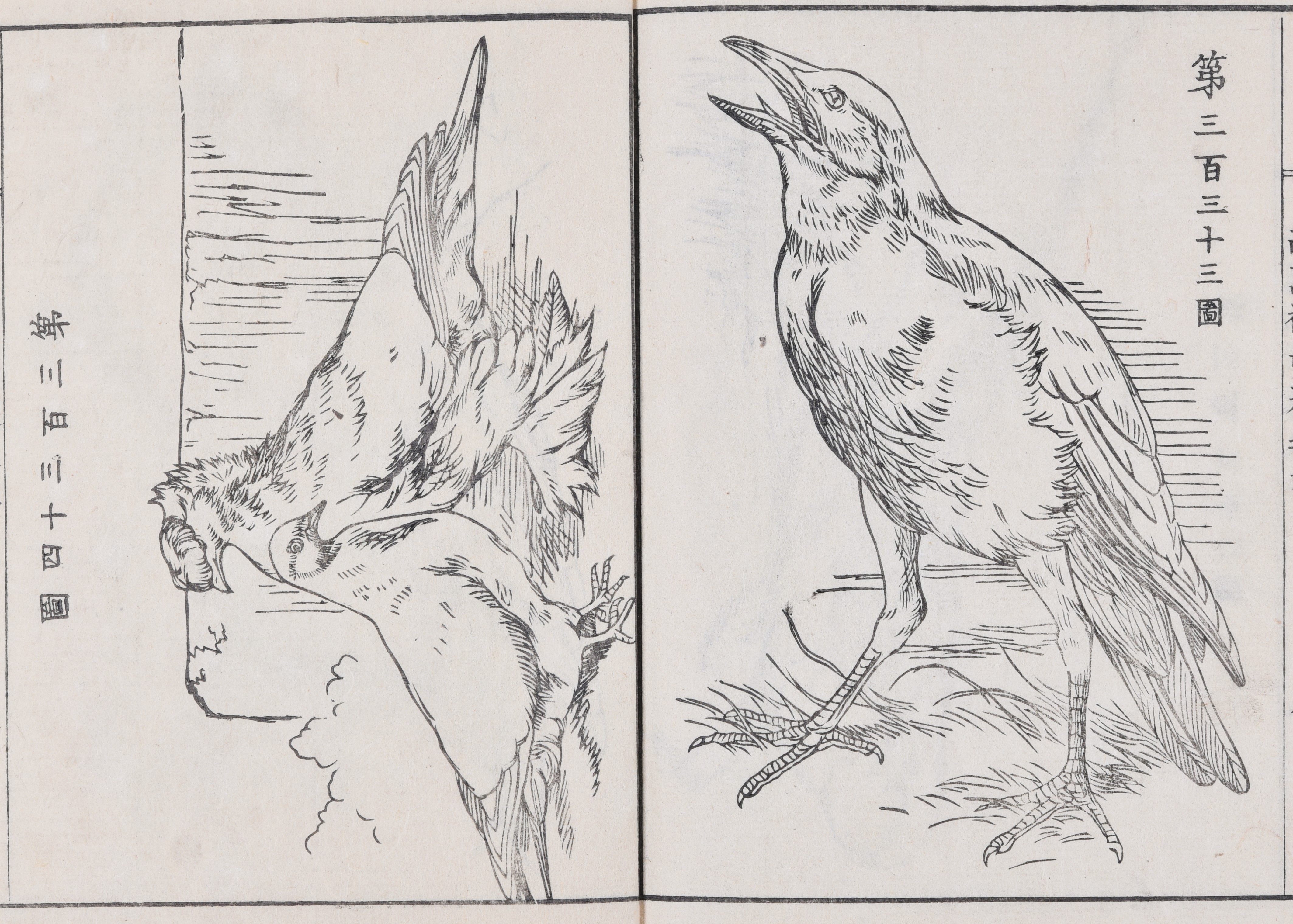 鳥を描いた図その３