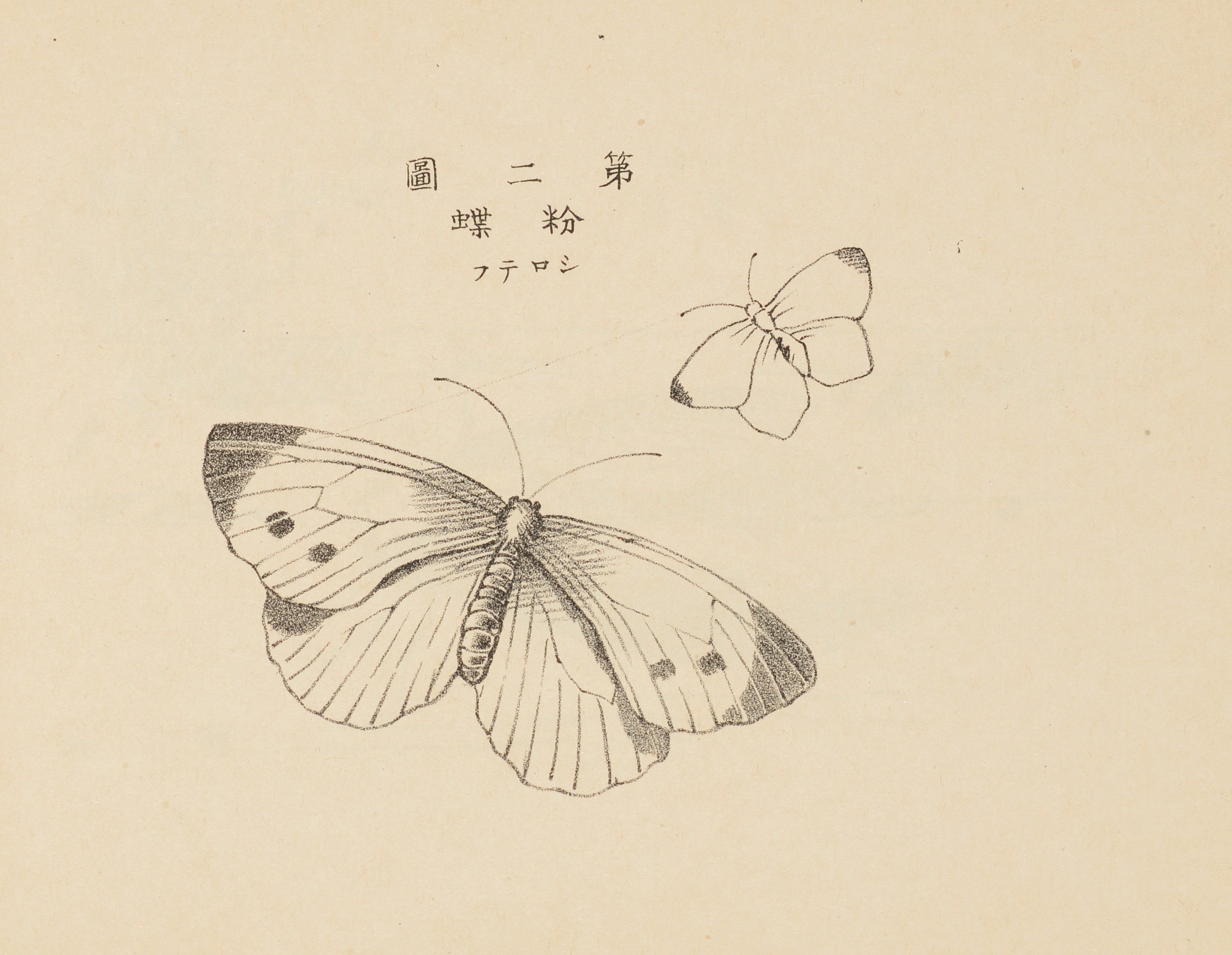 蝶を描いた図その２